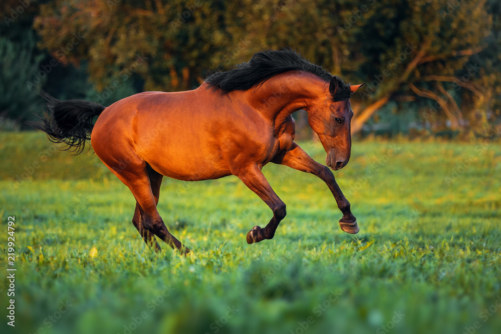 Bay horse gallops along the green grass at sunset Bay horse gallops along the green grass at sunset