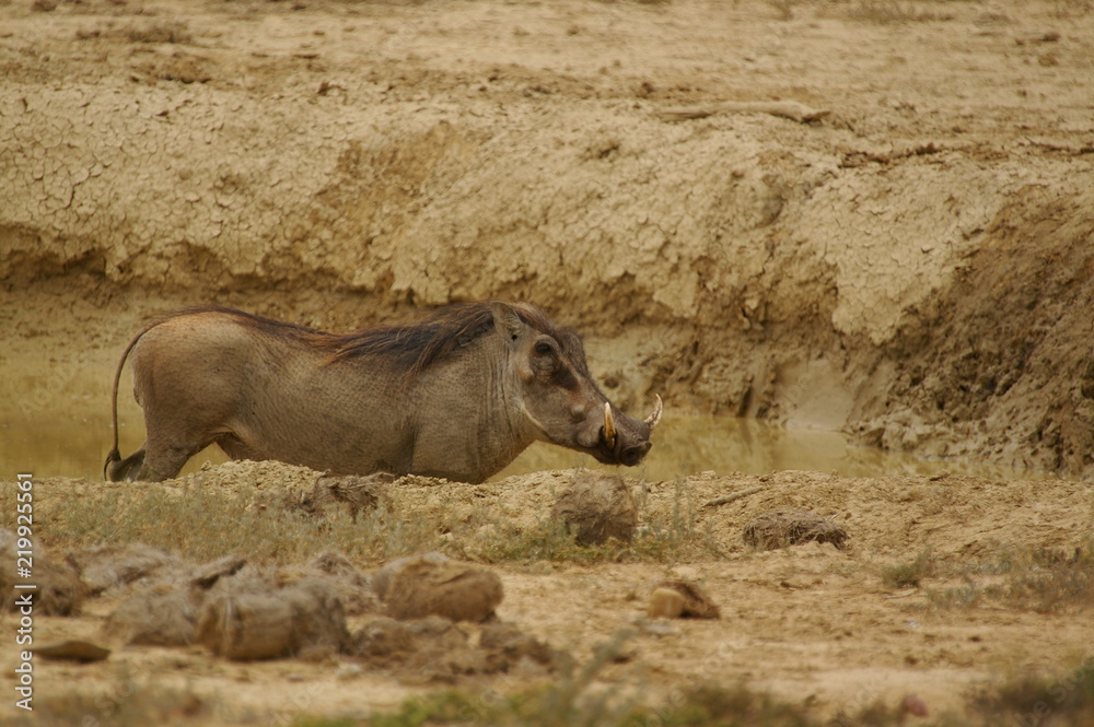 Fototapeta premium Warzenschwein
