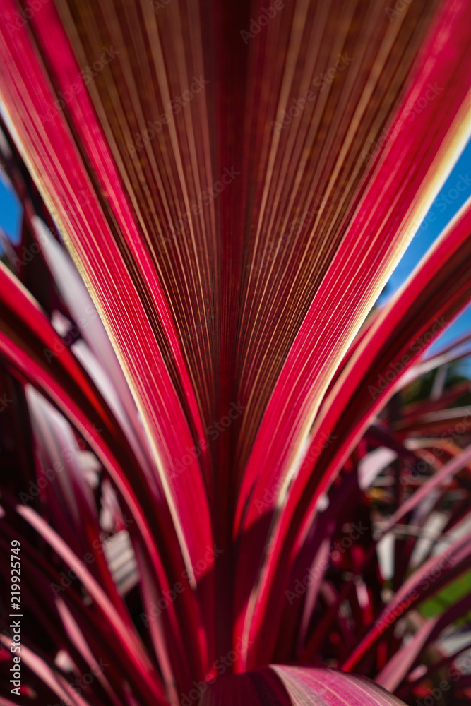 Red glowing leaf Red glowing leaf