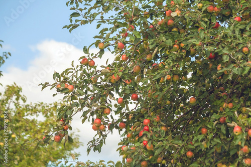 apple tree branches with a large number of apples against the blue sky and clouds, fruits of red, green, yellow hues and color, harvest