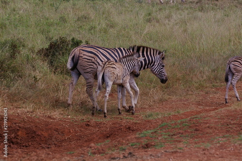 Zebra mit Jungem