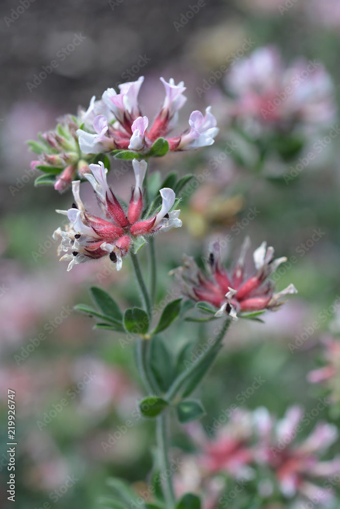 Hairy canary clover