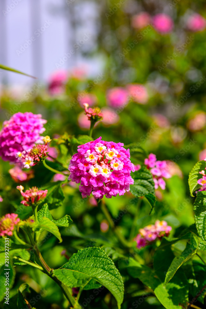 Obraz premium Beautiful wild pink exotic flowers. Close up photography from French Riviera.