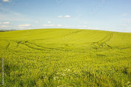 Agricultural landscape in northern Croatia