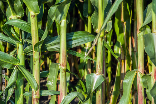 Corn stalks and leaves