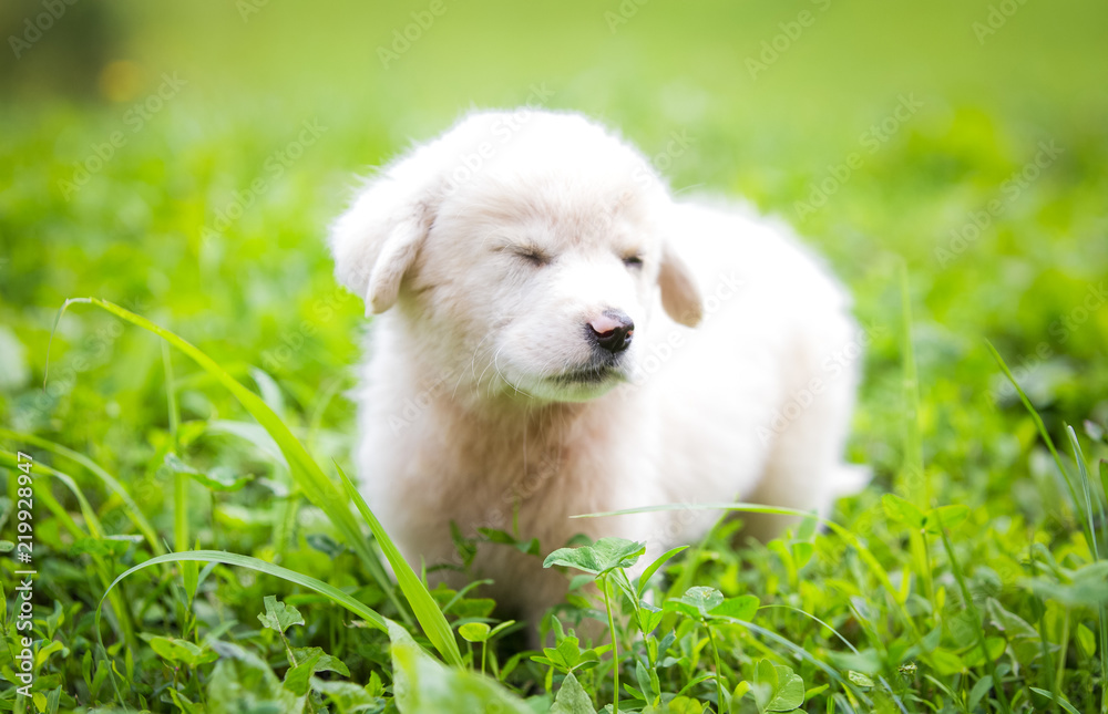 White puppy in the grass
