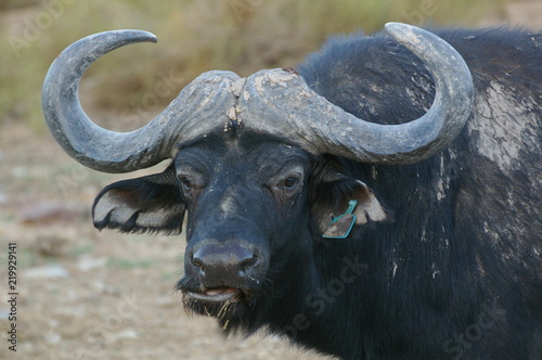 Büffel