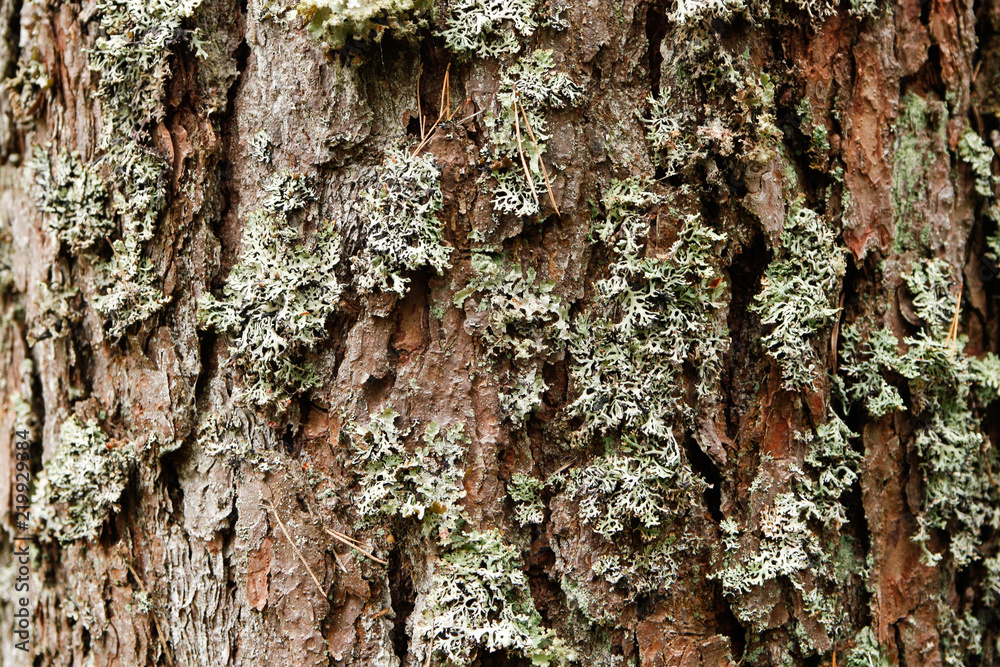 Fototapeta premium Beautiful wood, tree, forest pattern style backgorund for different purposes. 