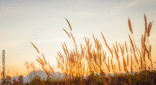 background Feather Pennisetum flower, Pennisetum flower, Mission Grass flower
