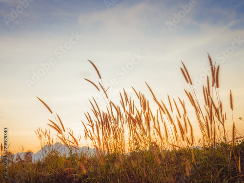background Feather Pennisetum flower, Pennisetum flower, Mission Grass flower