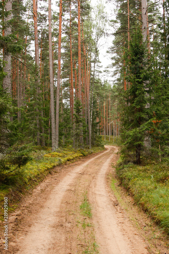 Small, countryside road through forest near village.