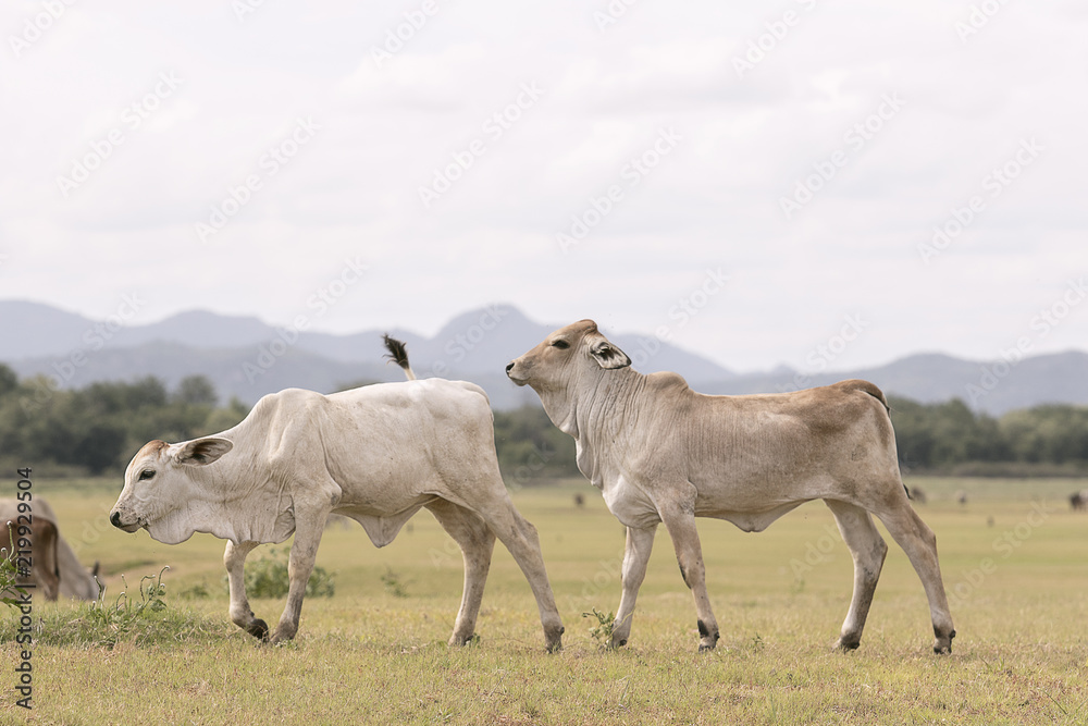 Obraz premium mixed of thai domestic cow in rural field