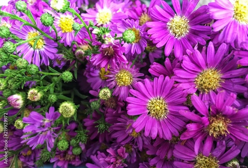 Pink and purple cutter flower aster ericoides flower