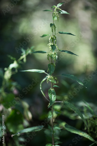 nettle on a background of a forest and sunlight spots