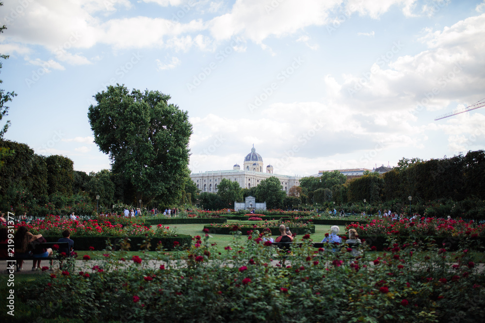 Fototapeta premium Rose garden