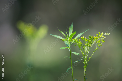 herbaceous plant with flowers on a blurred background