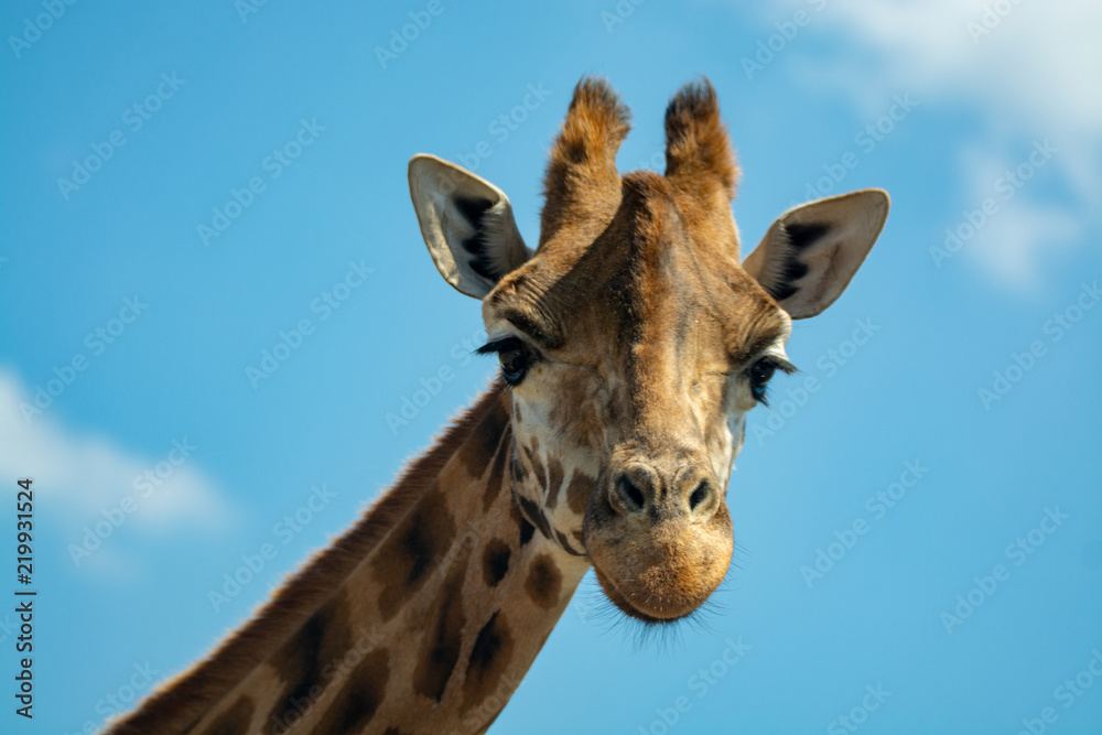 Fototapeta premium Portrait of funny looking giraffe animal only head and neck close up with blue sky background