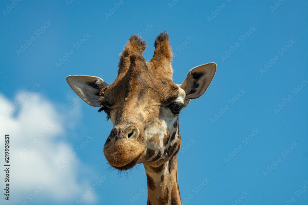 Fototapeta premium Portrait of funny looking giraffe animal only head and neck close up with blue sky background