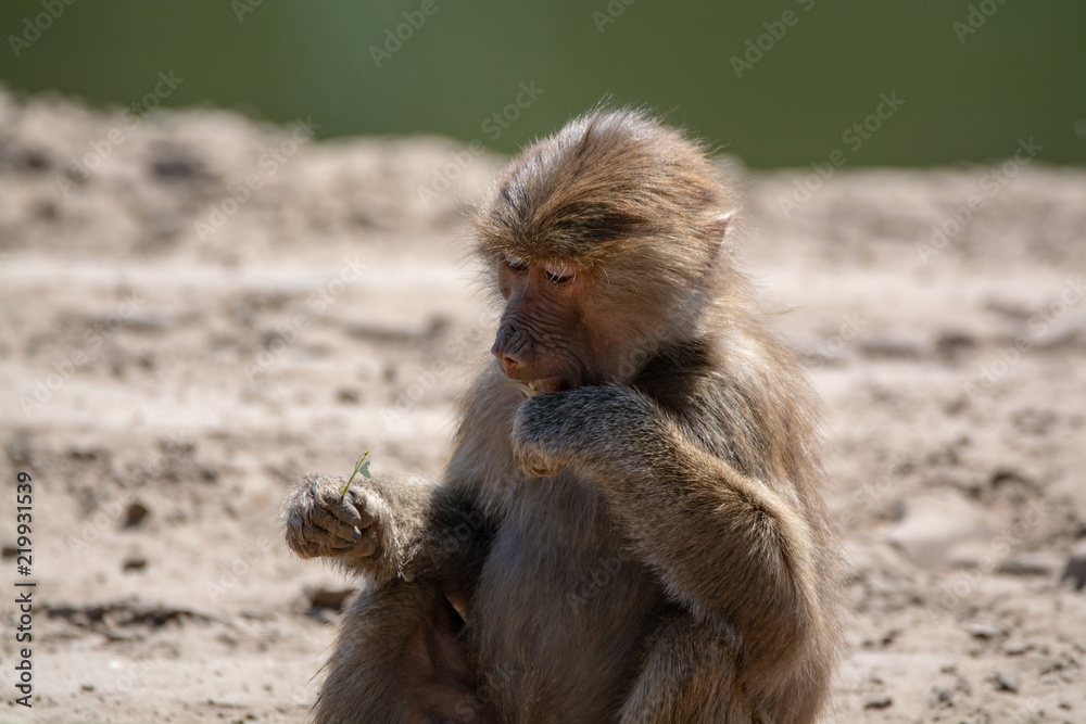 Adult olive baboon monkey sitting and eating bamboo leaves Adult olive baboon monkey sitting and eating bamboo leaves