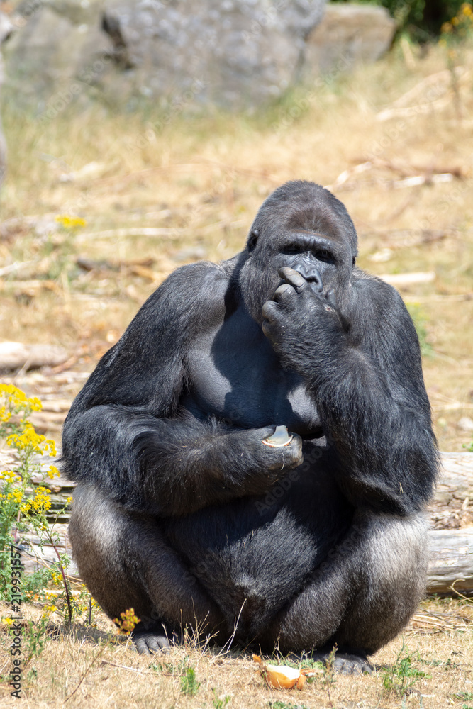 Big black hairy male gorilla monkey sit on grass and eat food with hands Big black hairy male gorilla monkey sit on grass and eat food with hands