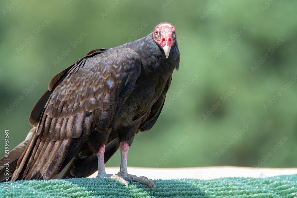 Turkey buzzard or John crow large bird, the most widespread of the New World vultures Turkey buzzard or John crow large bird, the most widespread of the New World vultures