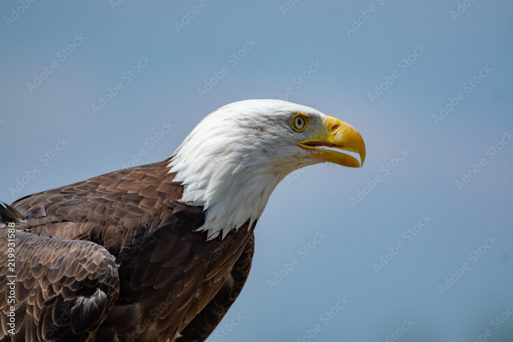 National animal of USA white-tailed big American bald eagle bird close up copy space National animal of USA white-tailed big American bald eagle bird close up copy space