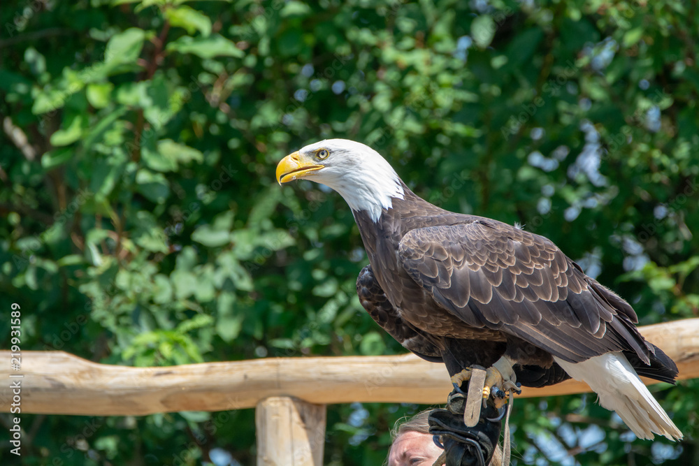 Fototapeta premium National animal of USA white-tailed big American bald eagle bird close up