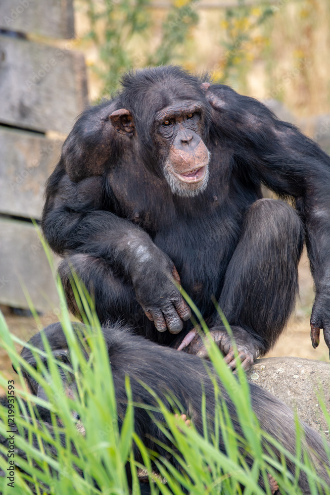 Black chimpanzees monkey leaving in safari park close up Black chimpanzees monkey leaving in safari park close up