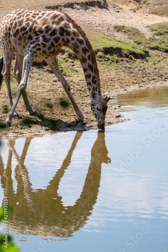 Giraffe animal drinking water from river in safari park with reflection in water