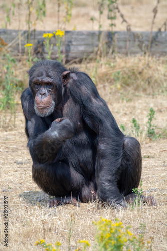 Black chimpanzee monkey in safari park