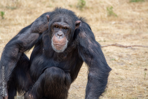 Black chimpanzees monkey leaving in safari park close up