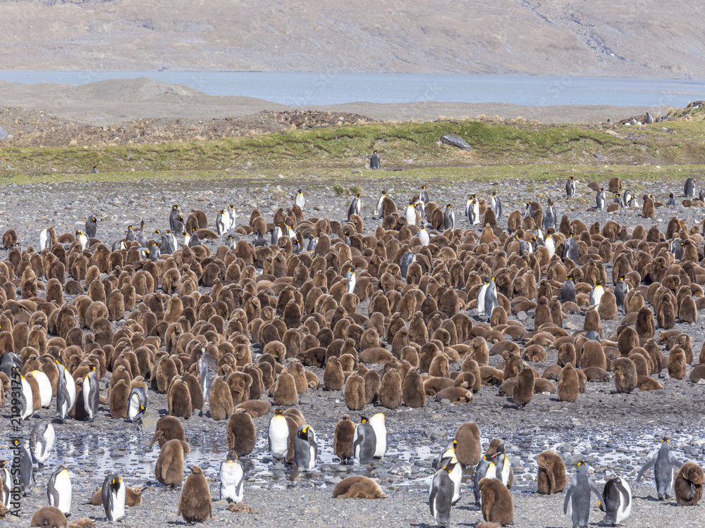 Obraz premium King Penguin nursery in South Georgia