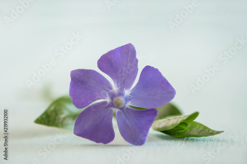 Photo beauty periwinkle on light wooden table