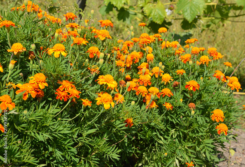 Marigold flowers in atumn garden flower bed. Marigold flowers in atumn garden flower bed.