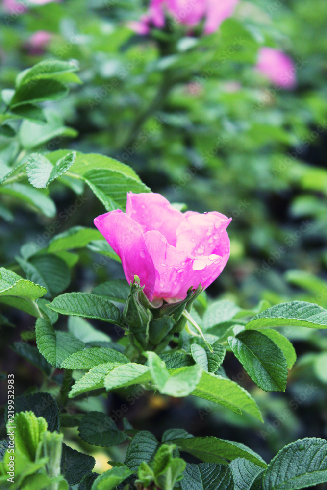 pink hips flower in leaves