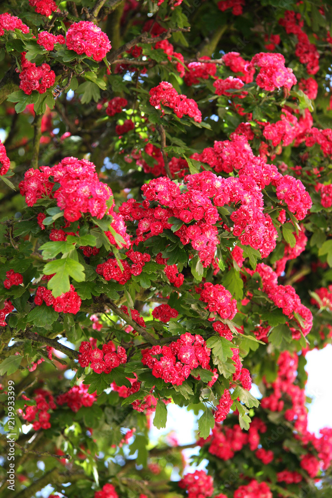 Red Hawthorn. red pink flowers on a tree