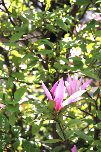 Magnolia. pinkish white magnolia flowers on branches with green leaves