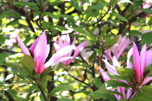 Magnolia. pinkish white magnolia flowers on branches with green leaves