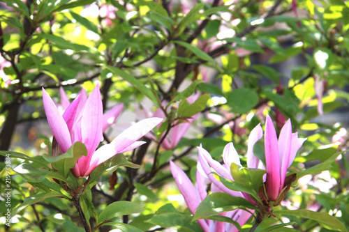 Magnolia. pinkish white magnolia flowers on branches with green leaves