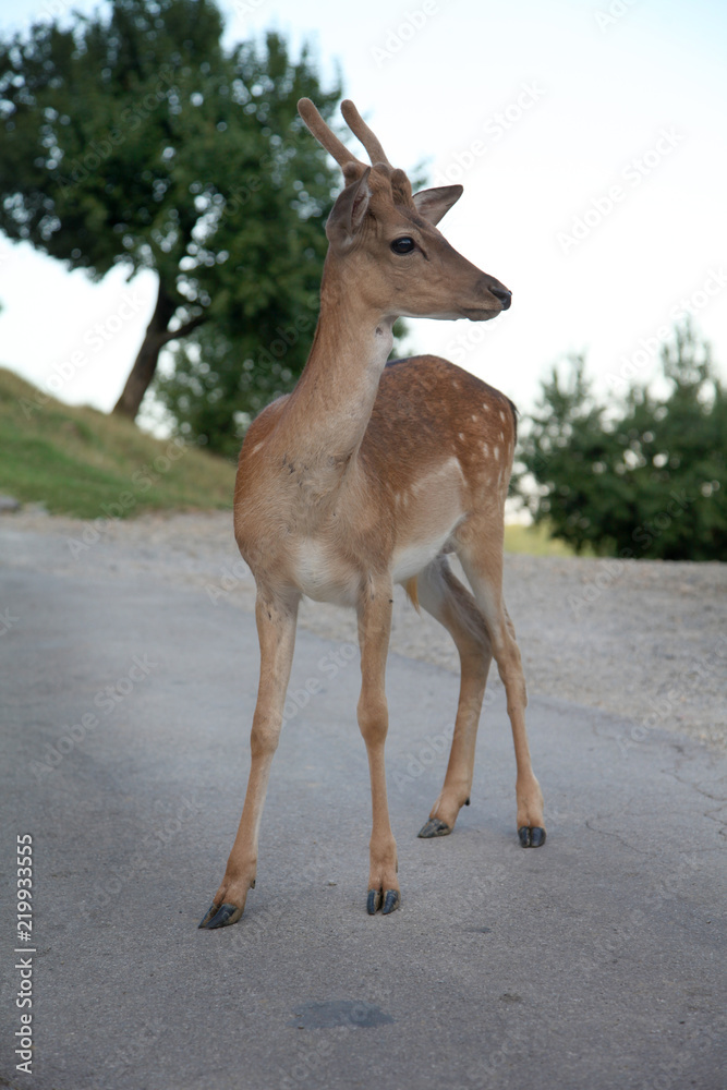 A cute young deer is standing on the street. It is looking at the visitors. A cute young deer is standing on the street. It is looking at the visitors.