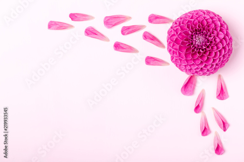 Fototapeta Naklejka Na Ścianę i Meble -  Dahlia ball-barbarry with petals - top view on pink bright summer flower.