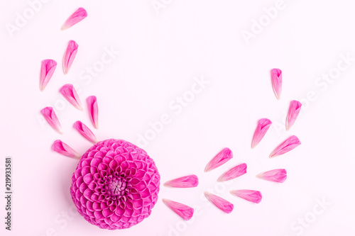 Fototapeta Naklejka Na Ścianę i Meble -  Dahlia ball-barbarry with petals - top view on pink bright summer flower.