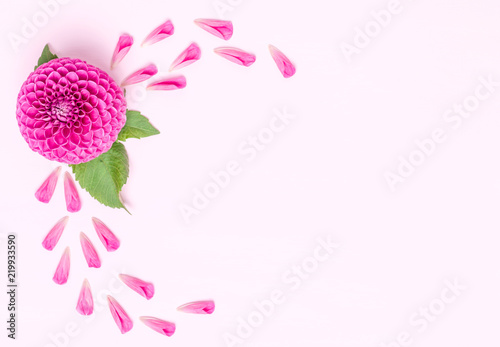Fototapeta Naklejka Na Ścianę i Meble -  Dahlia ball-barbarry and petals with green leaves - top view on pink bright summer flower