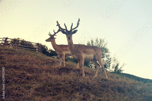 Two beautiful deer with antlers.