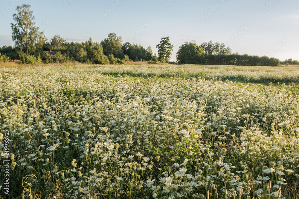 countryside in Belarus. Summer landscape