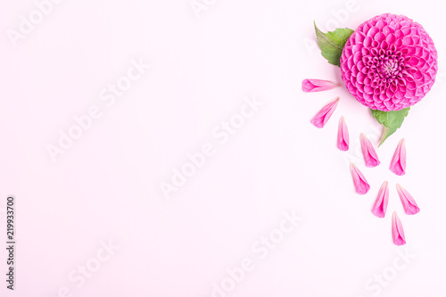 Fototapeta Naklejka Na Ścianę i Meble -  Dahlia ball-barbarry and petals with green leaves - top view on pink bright summer flower