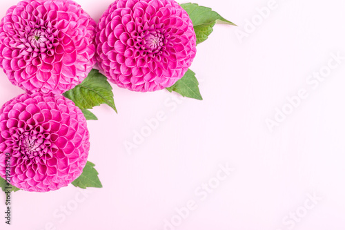 Fototapeta Naklejka Na Ścianę i Meble -  Dahlia ball-barbarry flowers with green leaves and buds.