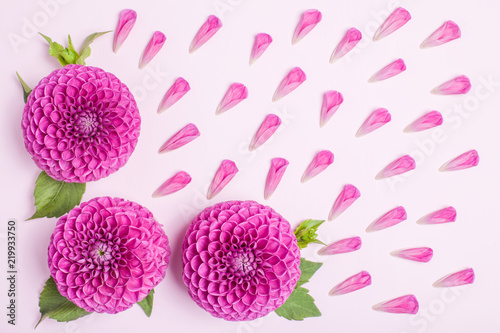 Fototapeta Naklejka Na Ścianę i Meble -  Dahlia ball-barbarry flowers and petals with green leaves and buds.