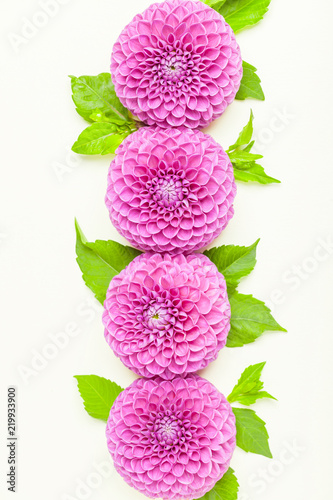 Fototapeta Naklejka Na Ścianę i Meble -  Dahlia ball-barbarry with green leaves and buds - top view on pink bright summer flower on pastel background.
