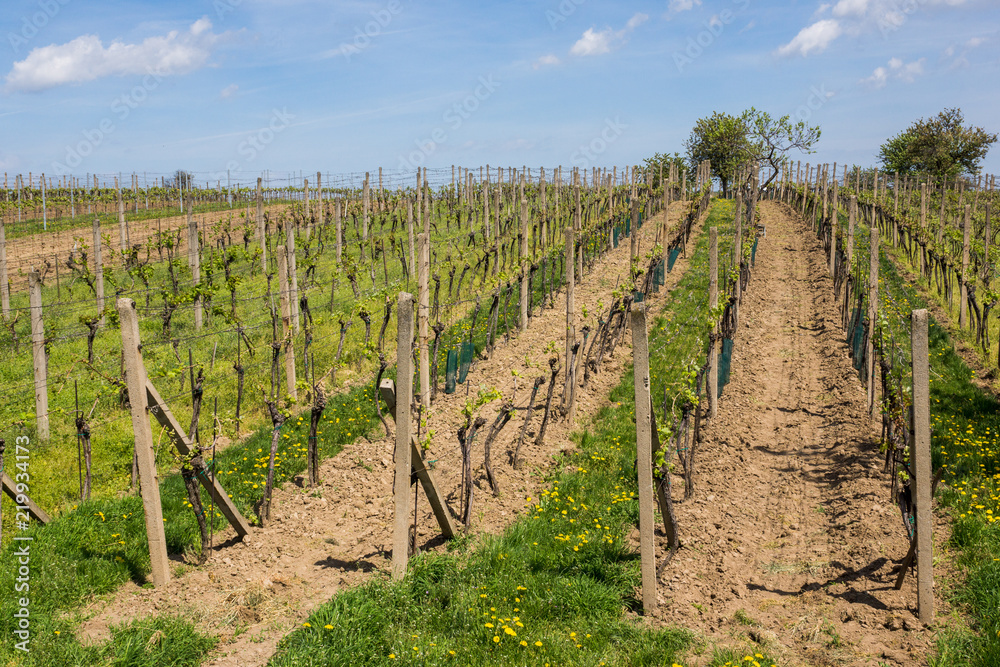 Vineyards in Velke Pavlovice, South Moravia, Czech Republic